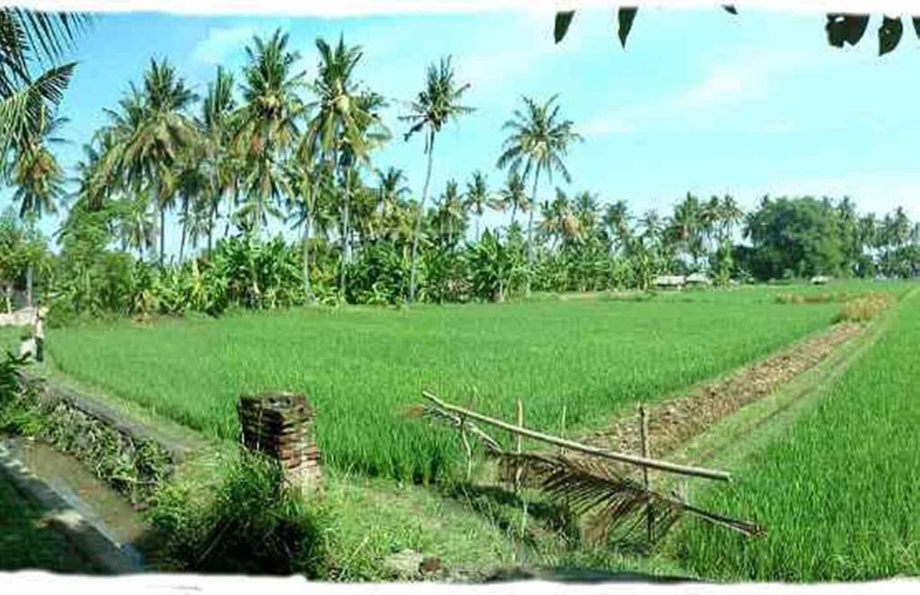 Sawah Lovina Hotel Ngoại thất bức ảnh